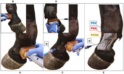 Development of an ultrasound-guided radiofrequency ablation technique in the equine cadaveric distal limb: histological findings and potential for treating chronic lameness